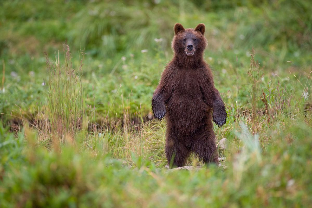 Tierische Freundschaften tierische freundschaften