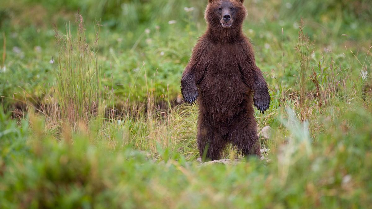 tierische freundschaften
