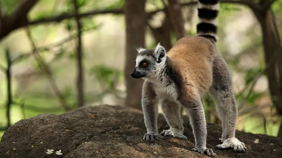 Unbekanntes Madagaskar unbekanntes madagaskar