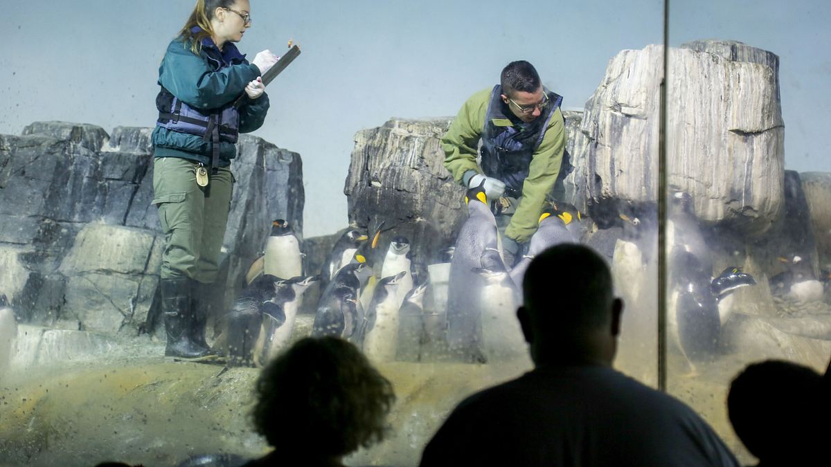 bronx zoo - tierpark der superlative