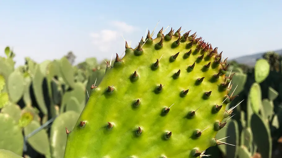 unbekanntes mexiko
