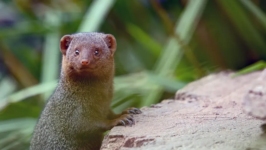 Die Sprache der Tiere die sprache der tiere