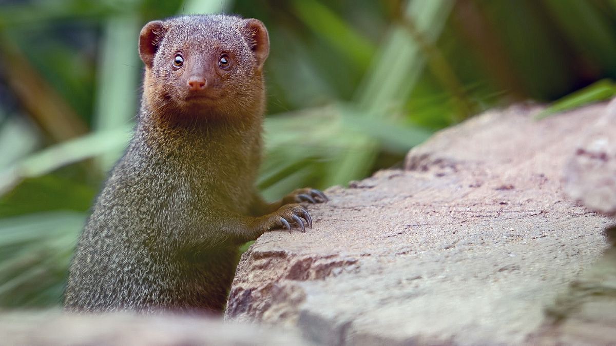 die sprache der tiere