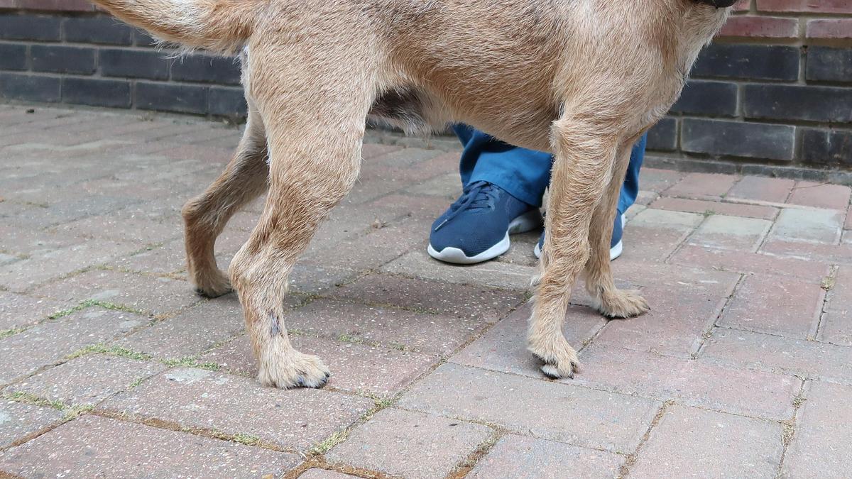 der super-doc - einsatz für 4 pfoten