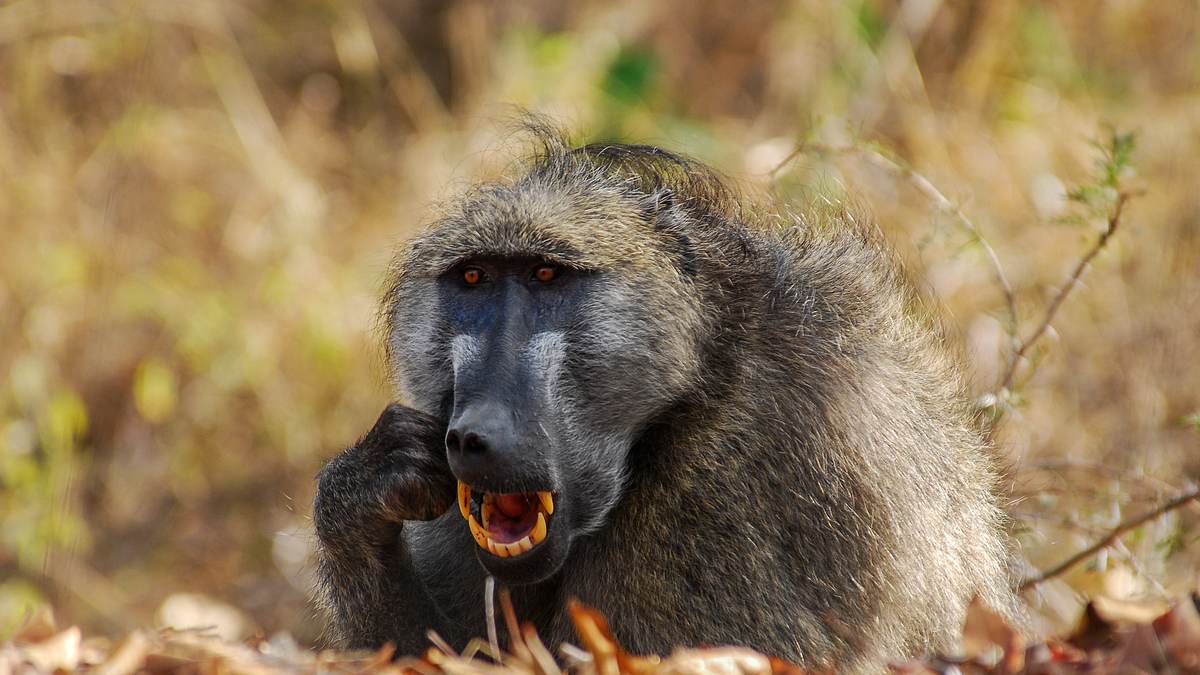 afrikas tödlichste jäger