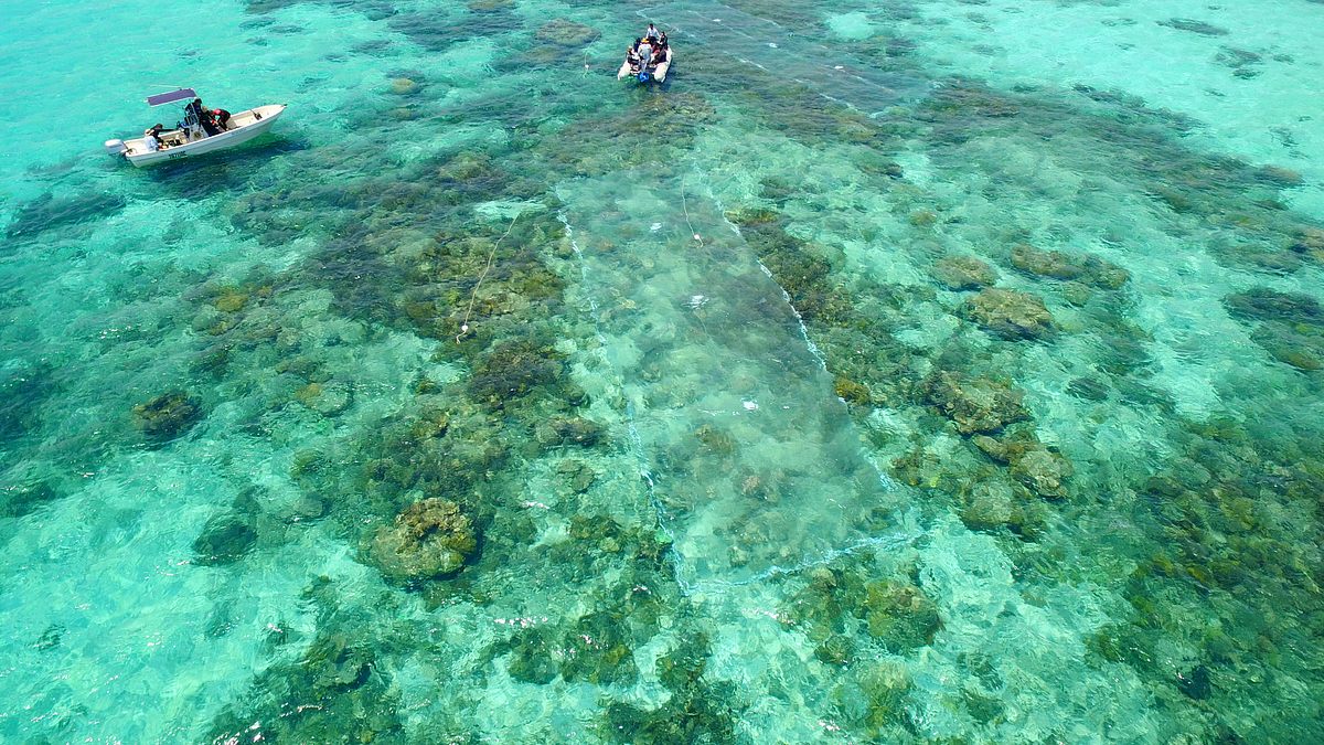 die wächter des great barrier reef