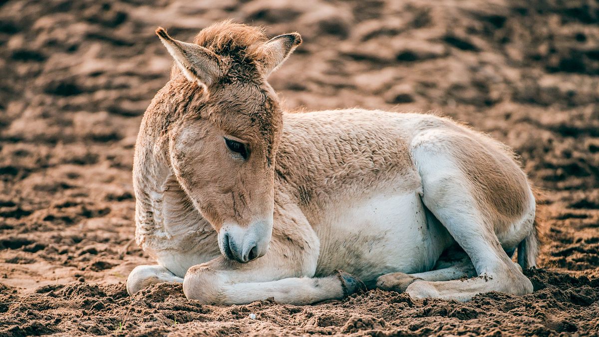 zoo und so - tierisch wild!