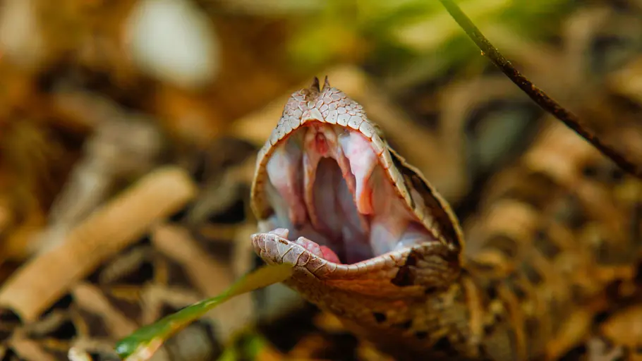 Die seltsamen Seiten der Natur die seltsamen seiten der natur