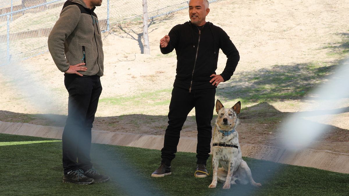 cesar millan: guter mensch, guter hund