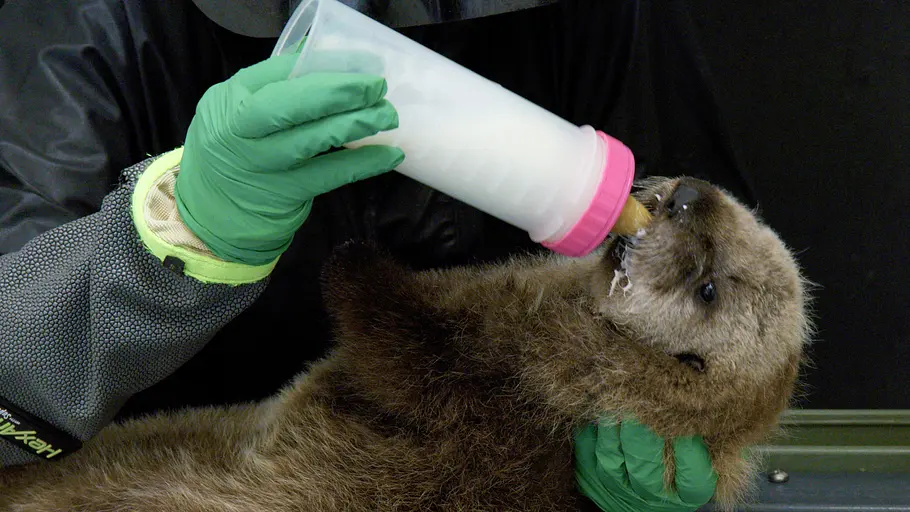 Mission Seeotter - Rettung für Kaliforniens Kelpwälder mission seeotter - rettung für kaliforniens kelpwälder