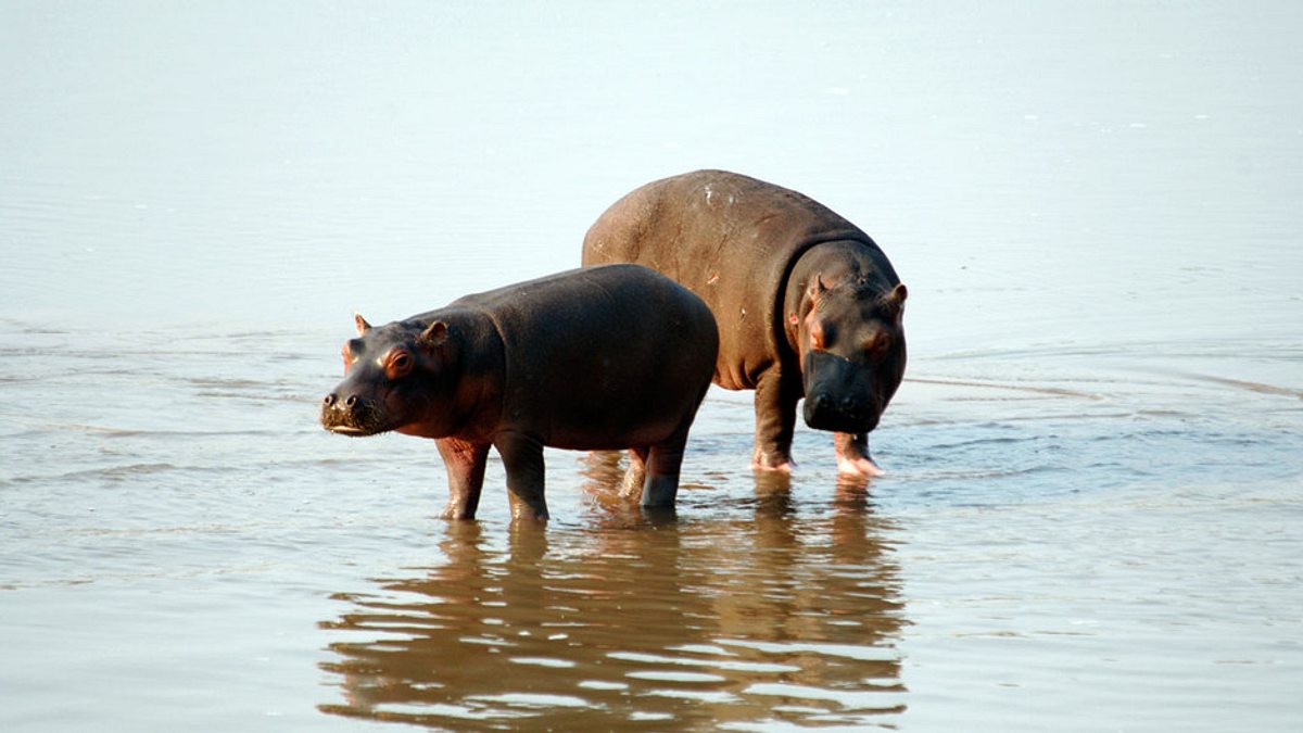 Wildtiere vor der Kamera wildtiere vor der kamera