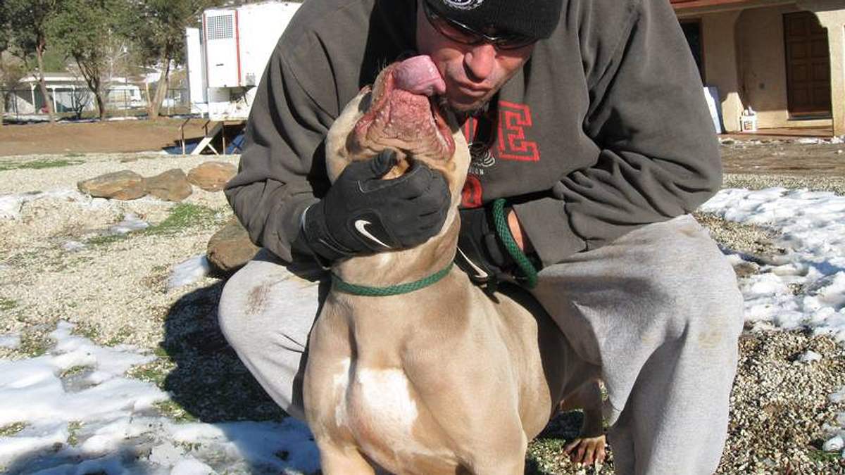 pitbulls auf bewährung