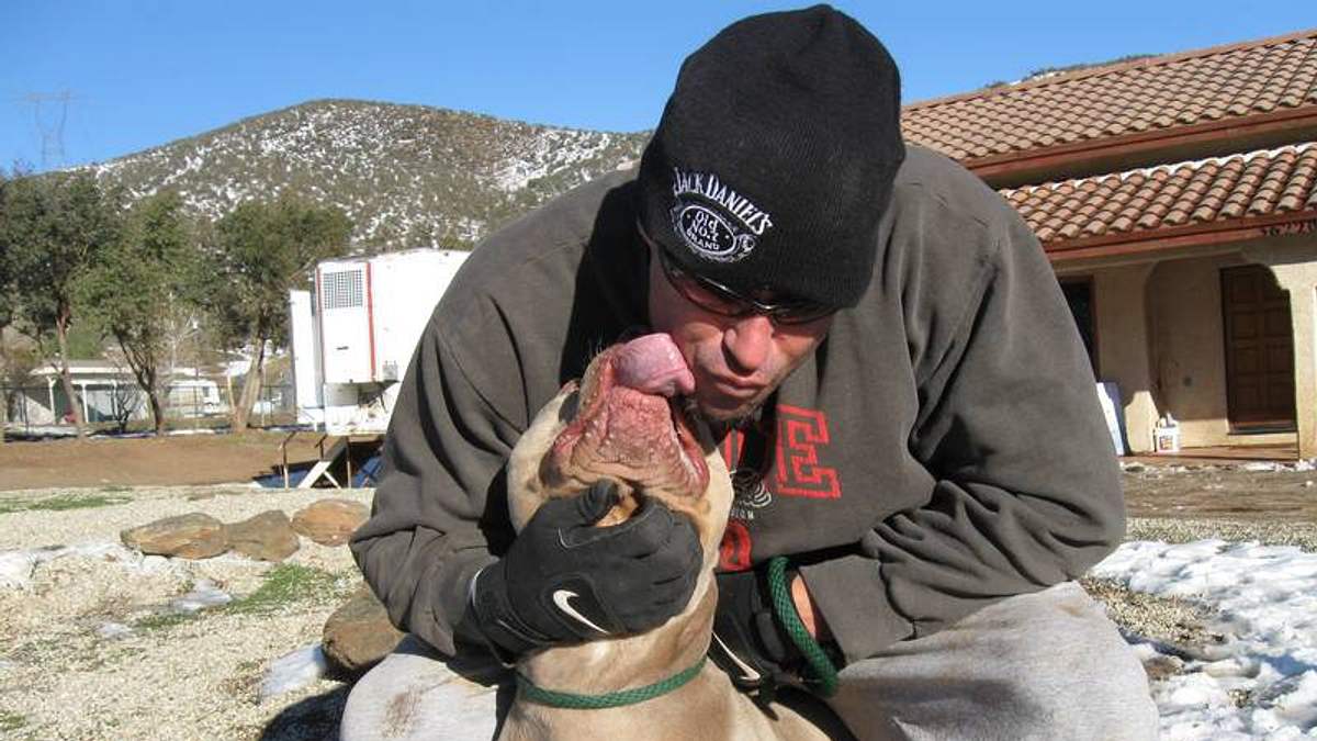 pitbulls auf bewährung
