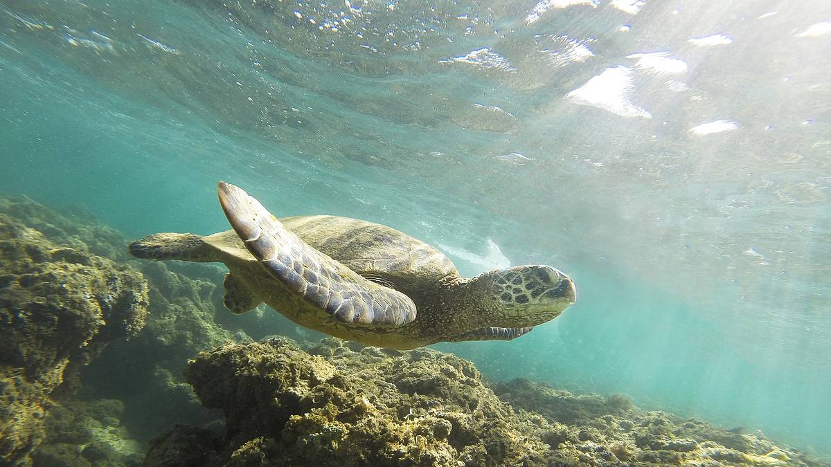 wildes hawaii