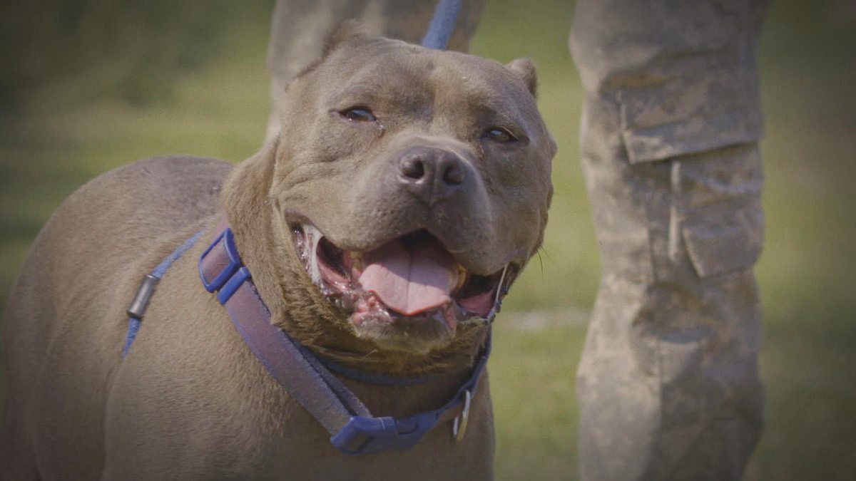 pitbulls auf bewährung