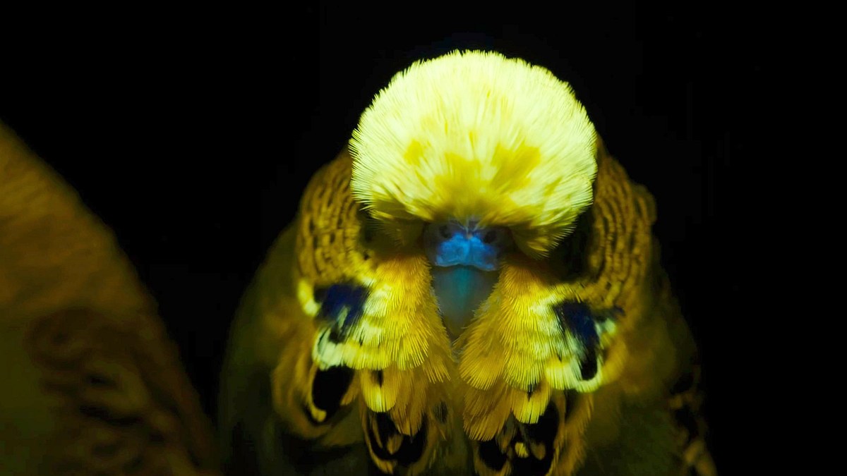 leuchtende natur - fluoreszenz als verführungsstrategie