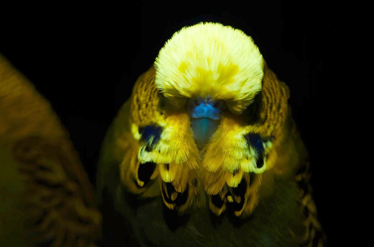 Leuchtende Natur - Fluoreszenz als Verführungsstrategie leuchtende natur - fluoreszenz als verführungsstrategie