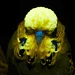 Leuchtende Natur - Fluoreszenz als Verführungsstrategie Thumbnail