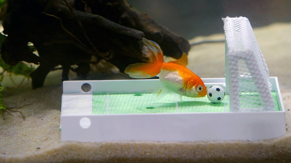 fische, schlauer als gedacht?