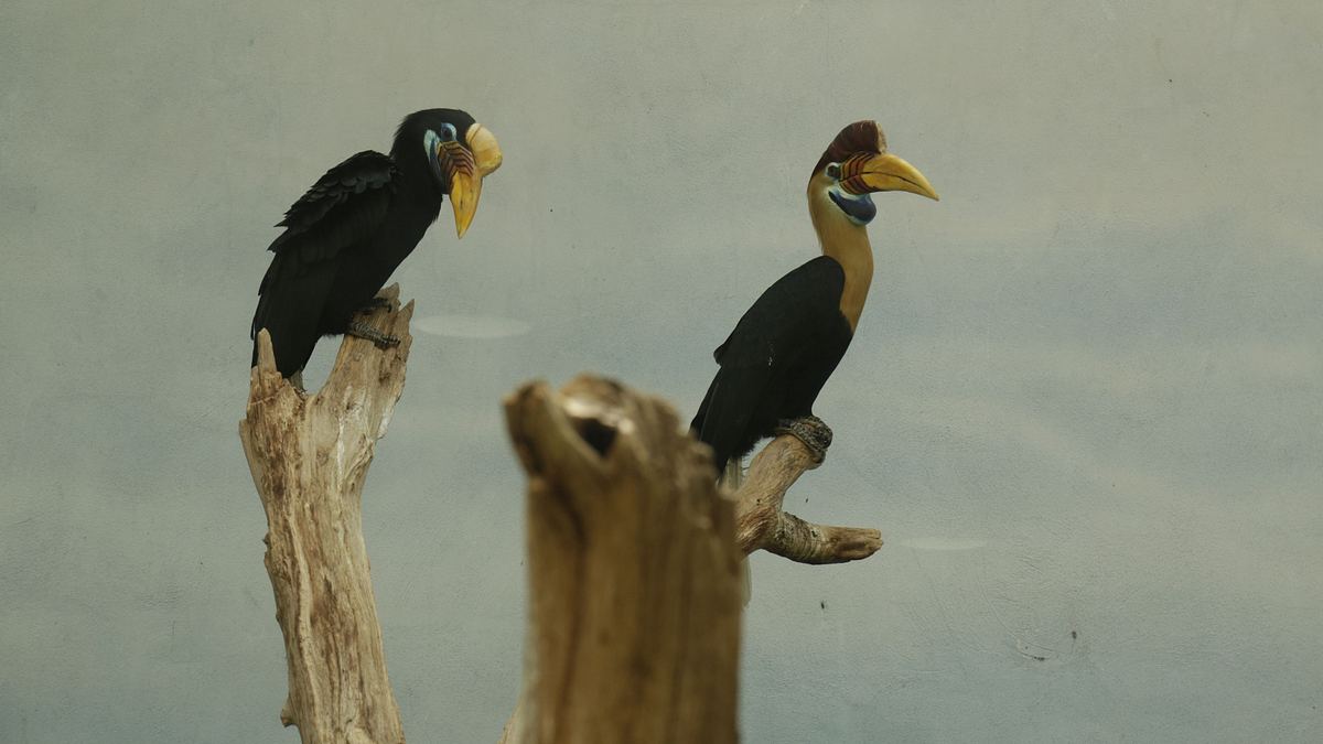 bronx zoo - tierpark der superlative