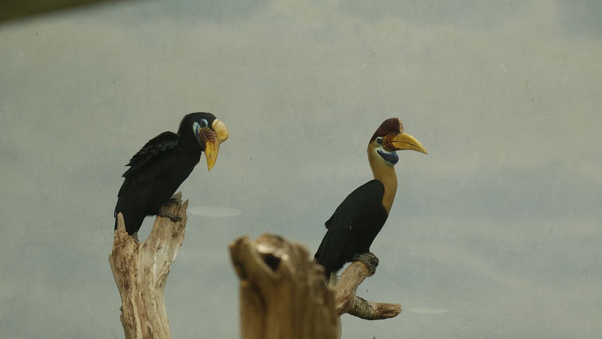 bronx zoo - tierpark der superlative