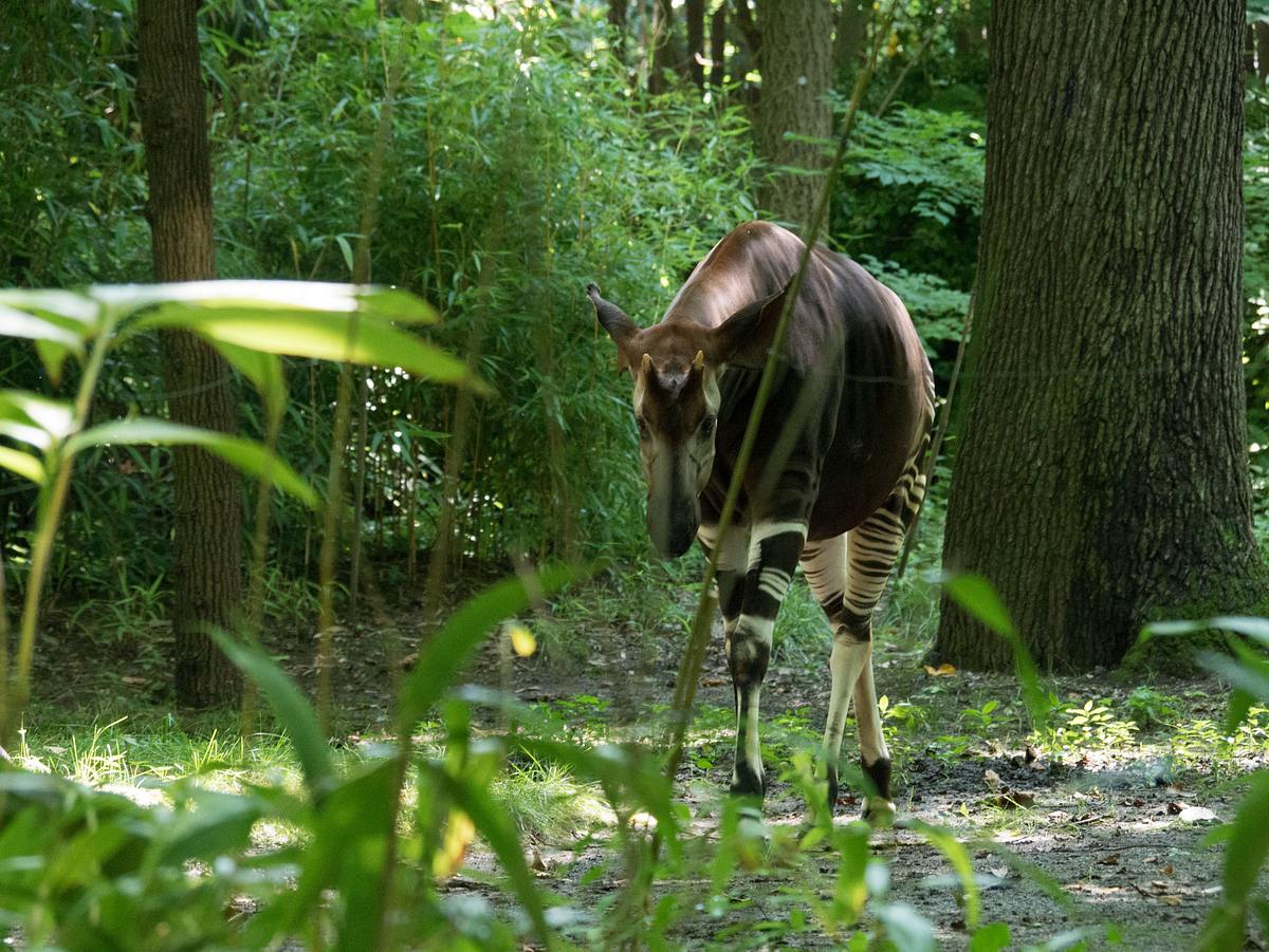Bronx Zoo - Tierpark der Superlative bronx zoo - tierpark der superlative