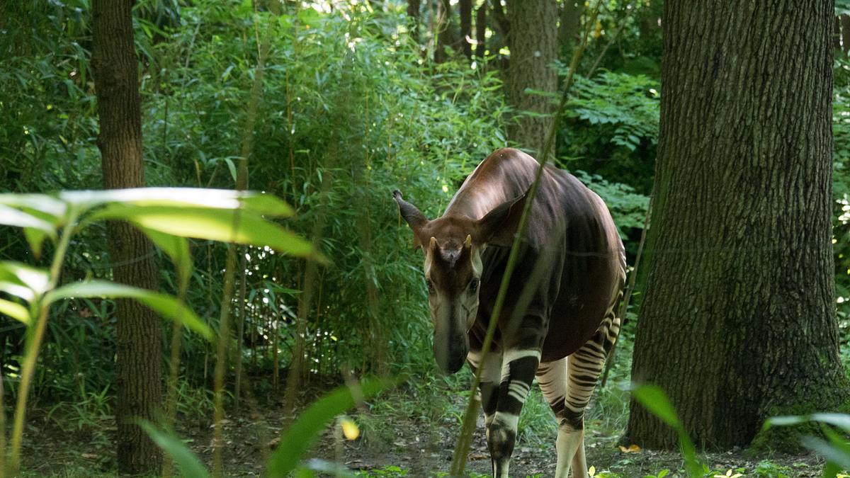 bronx zoo - tierpark der superlative