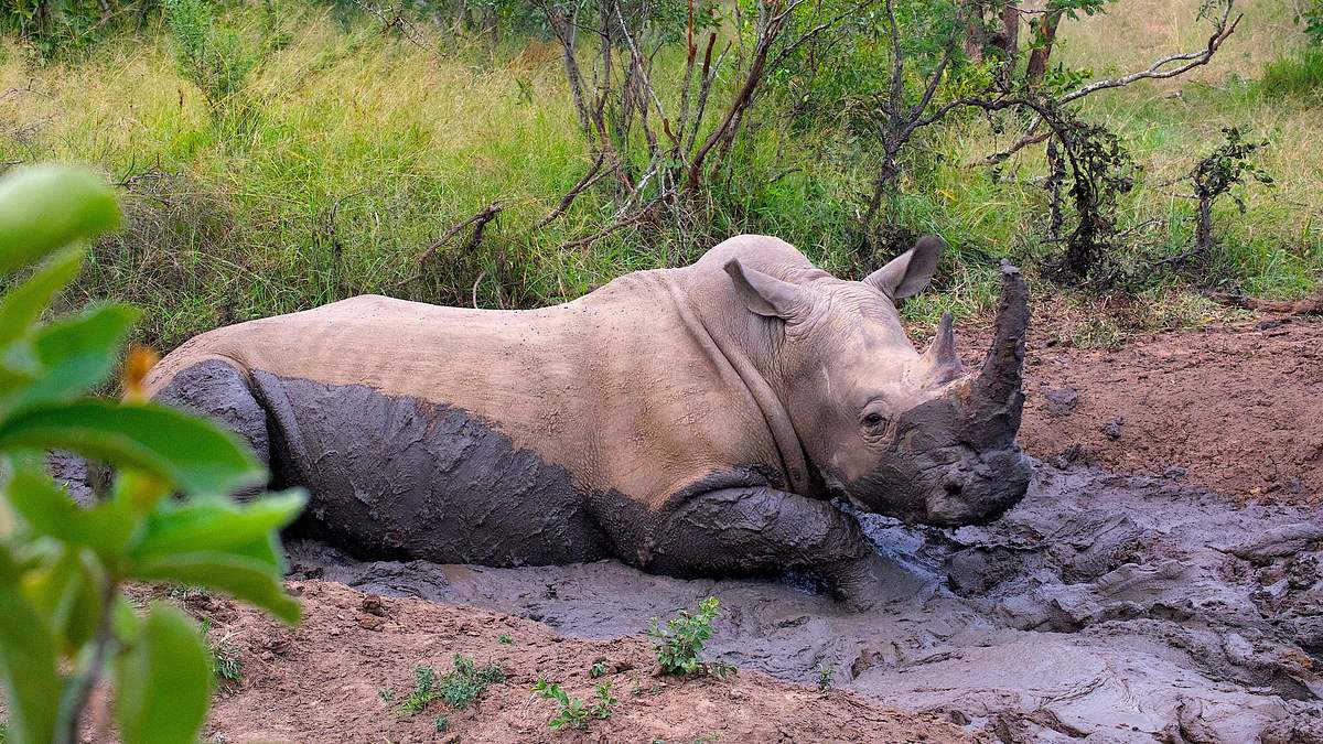 nashörner ohne horn: artenschutz in südafrika