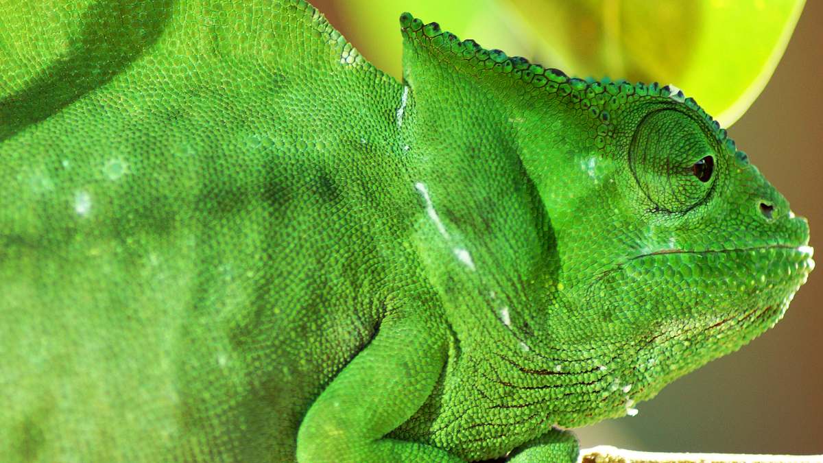 die seltsamsten tiere der welt