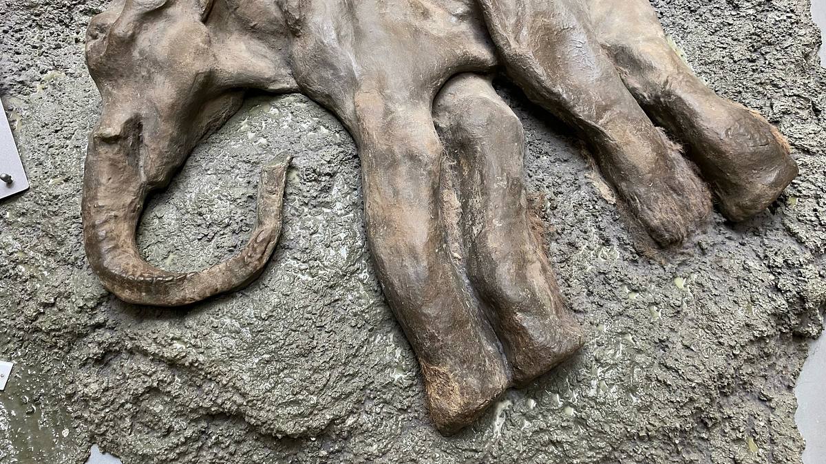 rückkehr der mammuts? die wiederbelebung ausgestorbener arten