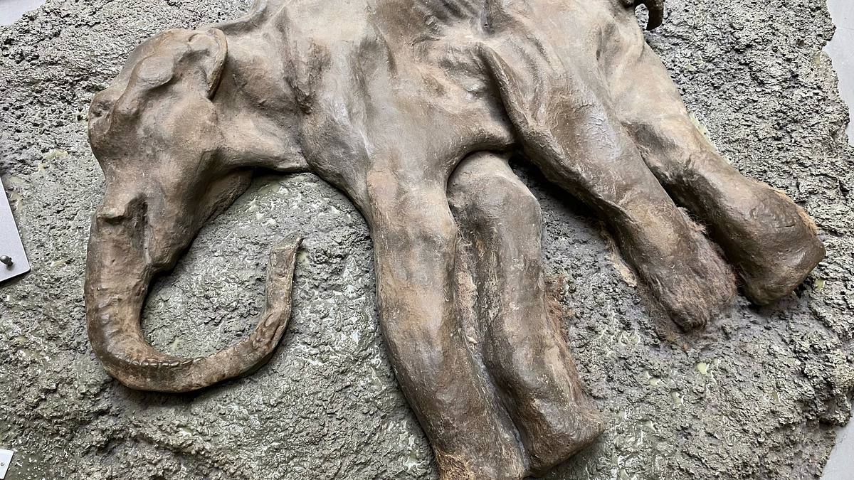 rückkehr der mammuts? die wiederbelebung ausgestorbener arten