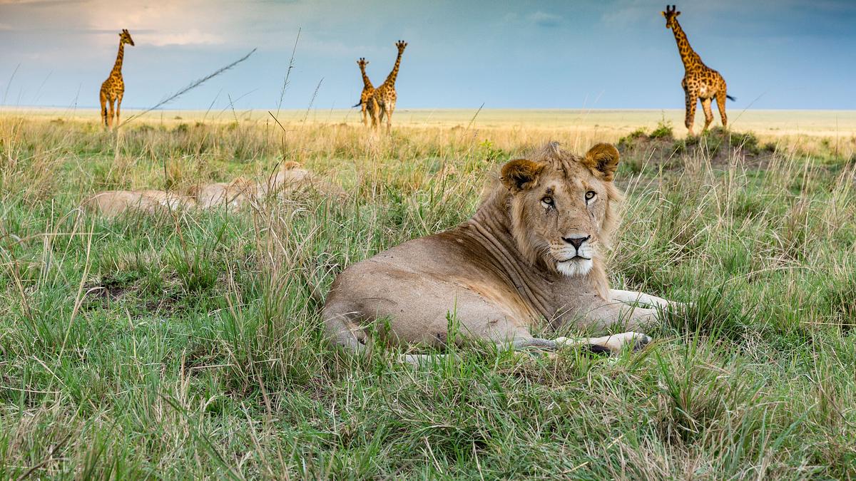 big cat tales - afrikas raubkatzen