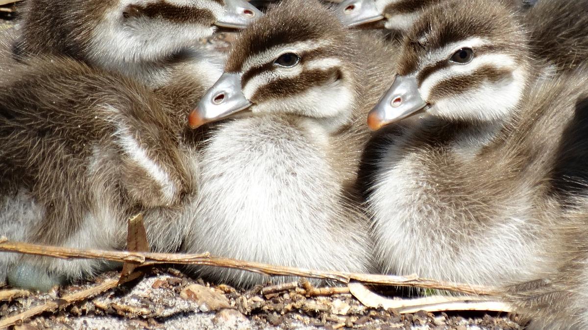 tierbabys ganz groß