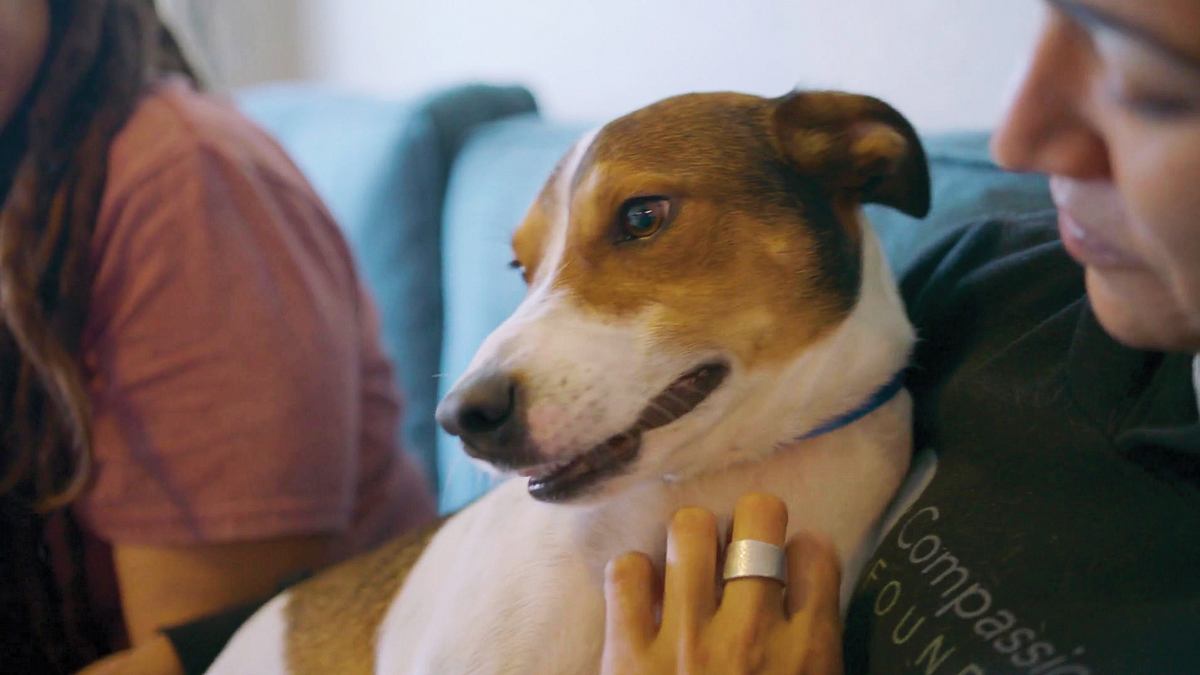 doug, der tierretter