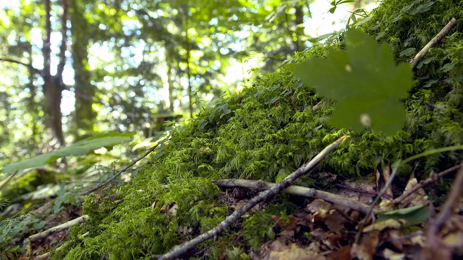 Wunderbare Waldwelt - Wie diese grünen Oasen zum Klimaschutz und zu unserer Gesundheit beitragen wunderbare waldwelt - wie diese grünen oasen zum klimaschutz und zu unserer gesundheit beitragen