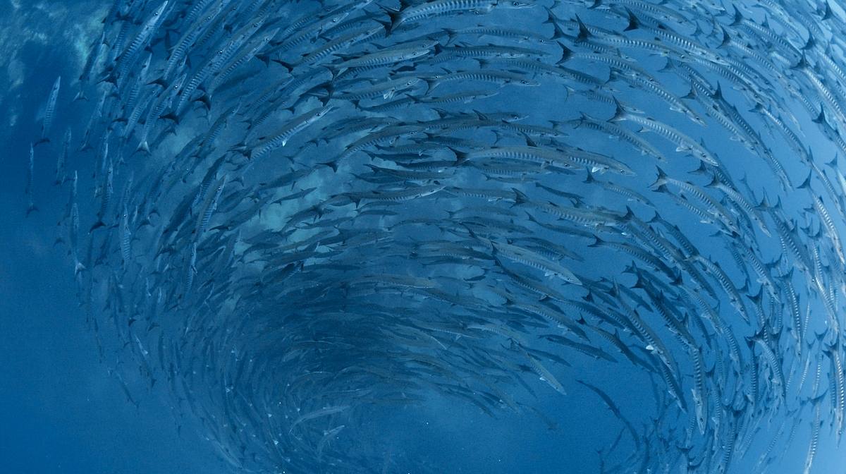 Into the Blue - Indonesiens Unterwasserparadiese into the blue - indonesiens unterwasserparadiese