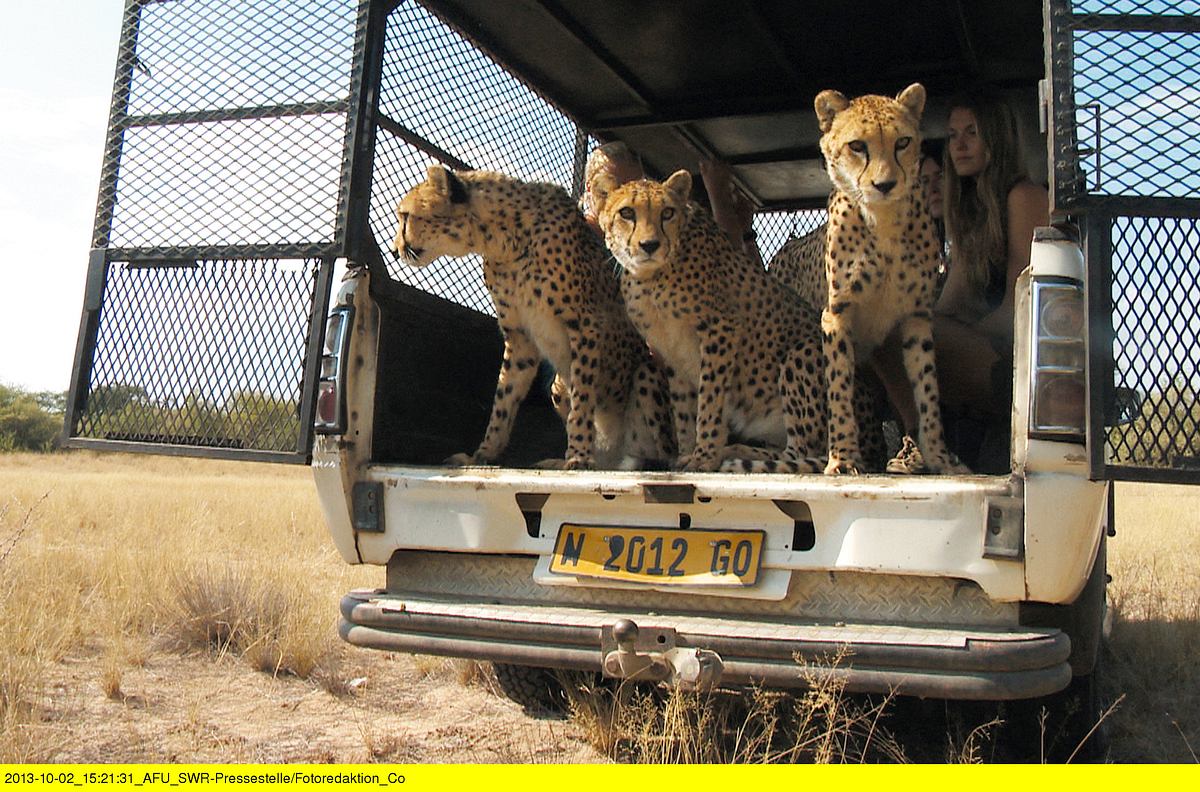 Das Waisenhaus für wilde Tiere - Abenteuer Afrika das waisenhaus für wilde tiere - abenteuer afrika