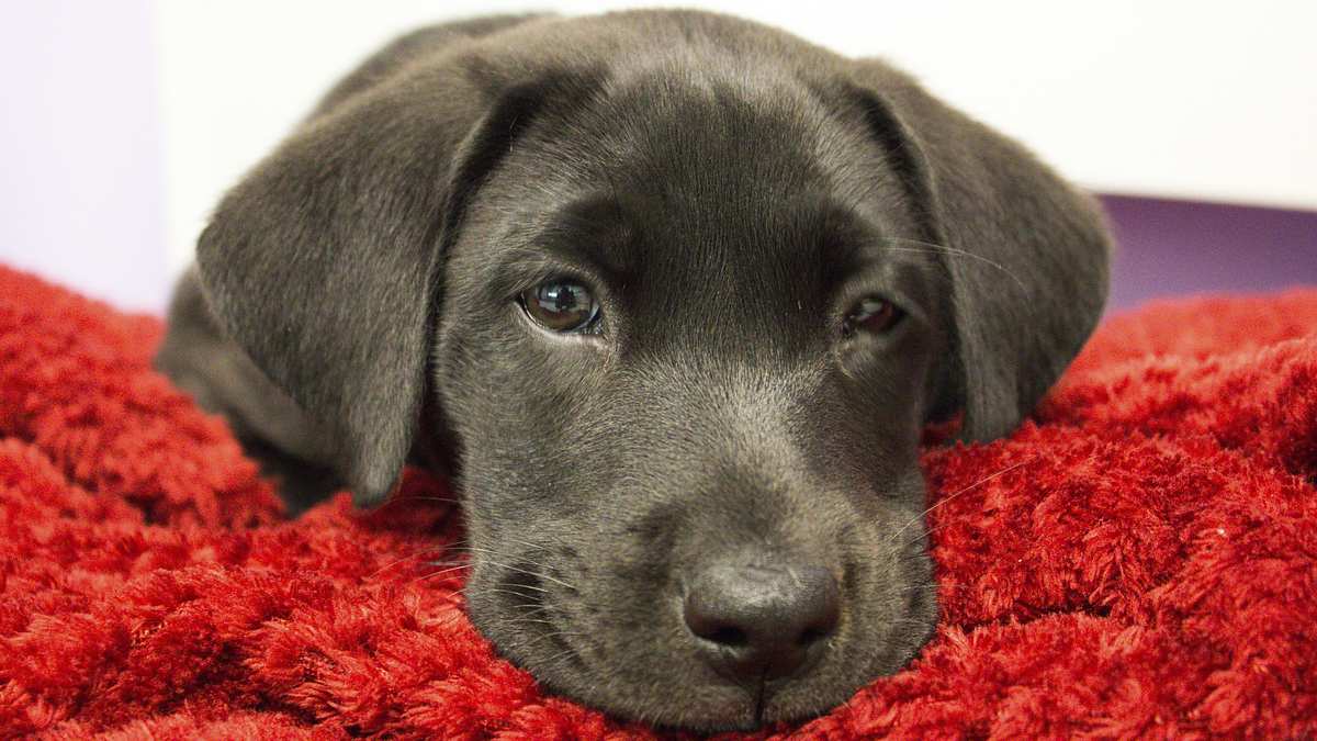 Die Tierärzte von Houston die tierärzte von houston