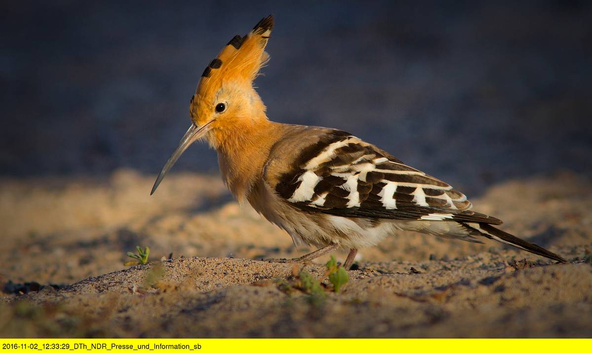 abenteuer wildnis