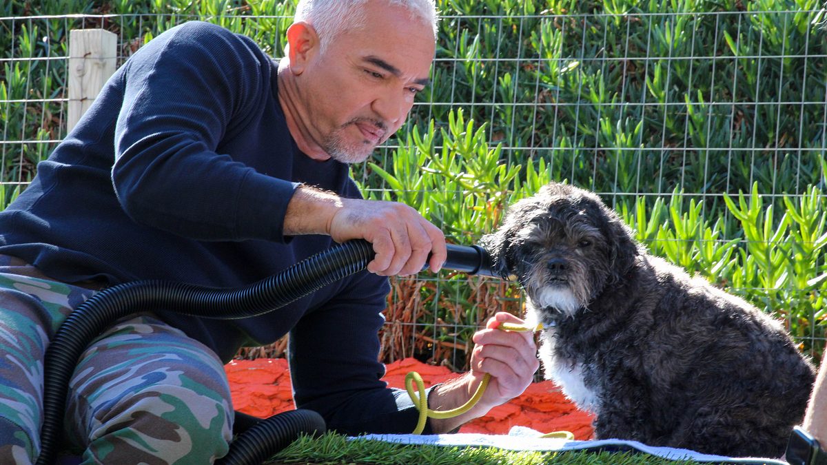 cesar millan: guter mensch, guter hund