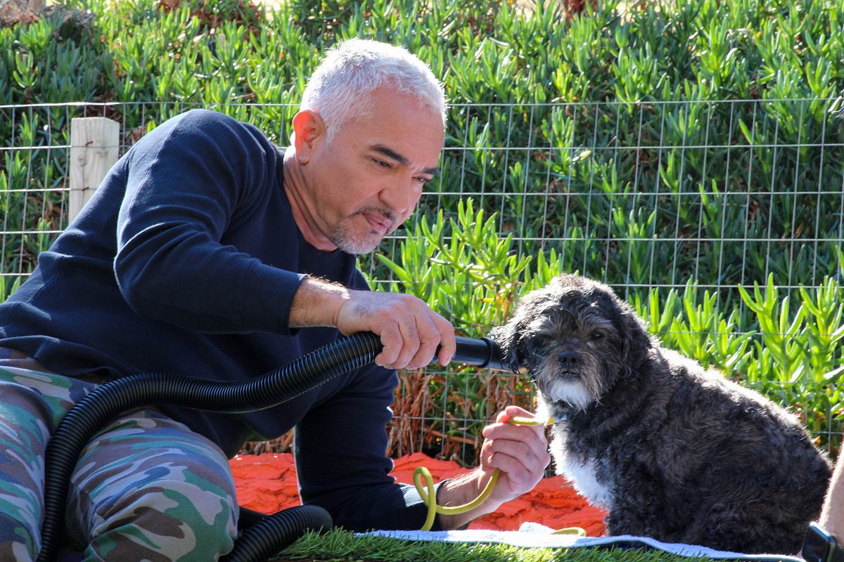 Cesar Millan: Guter Mensch, guter Hund cesar millan: guter mensch, guter hund