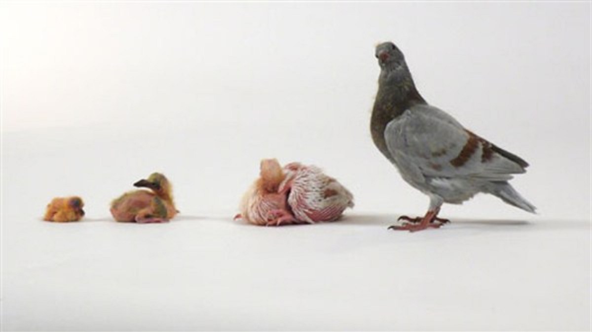 tierisch clever