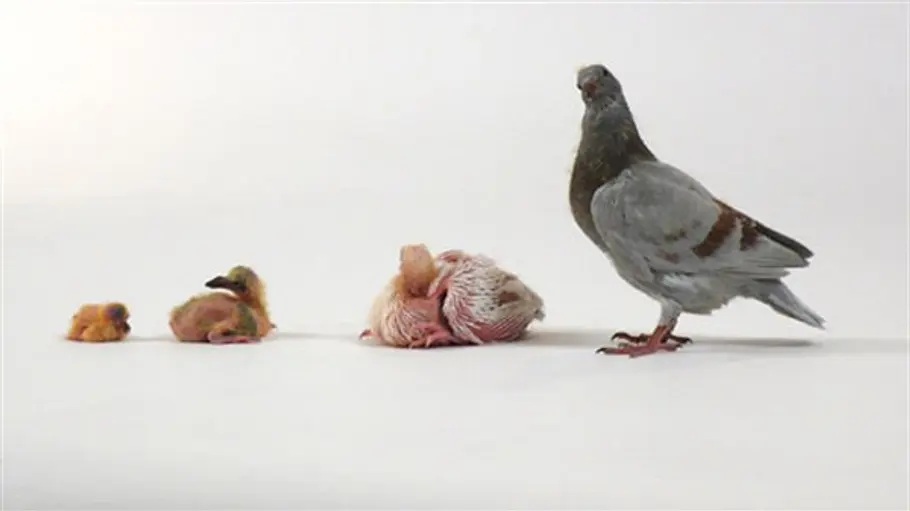 Tierisch clever tierisch clever