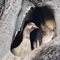 planet e. Thumbnail