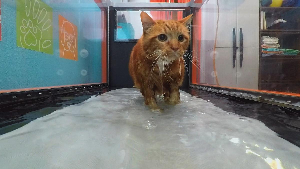 der katzenflüsterer