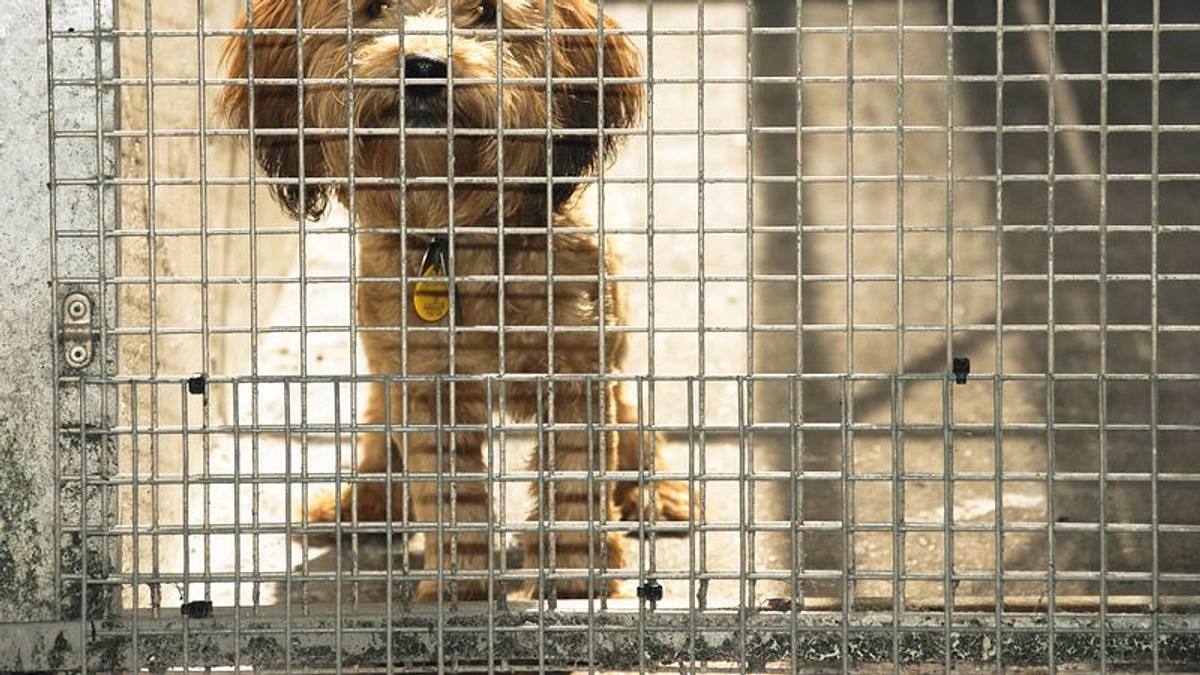 check-in für tiere