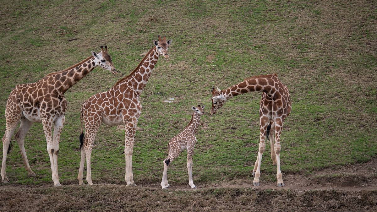 san diego zoo