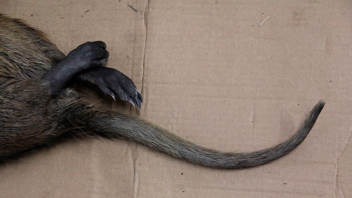 tierische eroberer