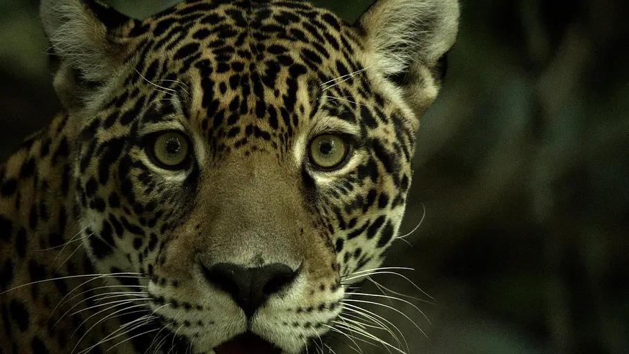Guyana - Der Weg des Jaguars guyana - der weg des jaguars