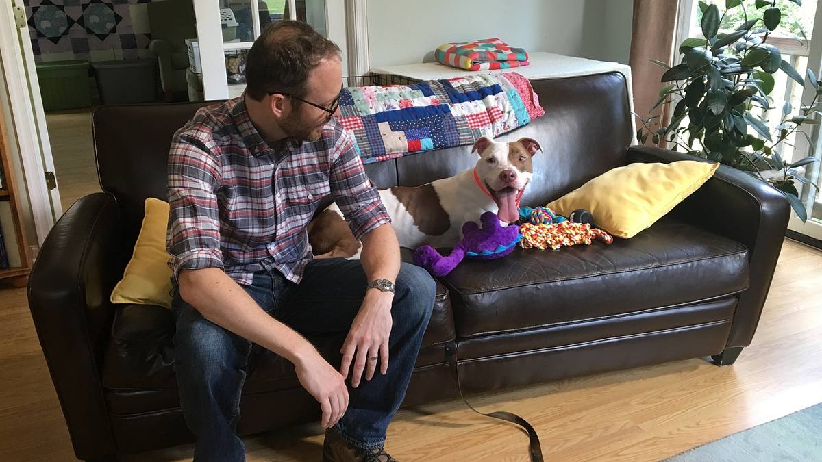 pitbulls auf bewährung